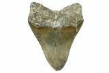 Serrated, Fossil Megalodon Tooth - North Carolina #368450-1